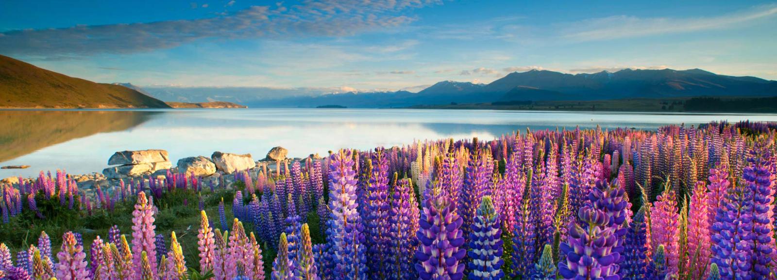 Panoramic view of Lake Tekapo in the South Islands high country.