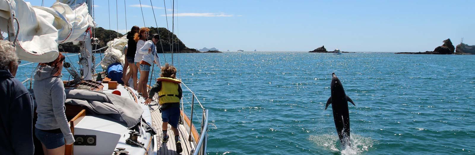 Sailing crew dolphin spotting in the Bay of Islands.