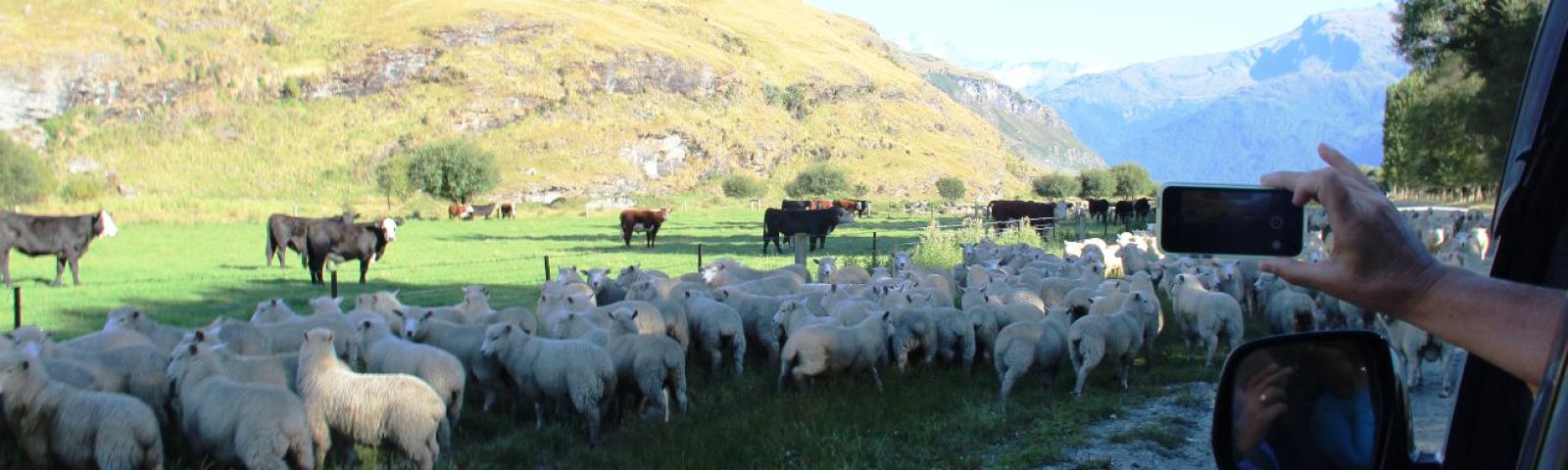 Travelling Safely in New Zealand