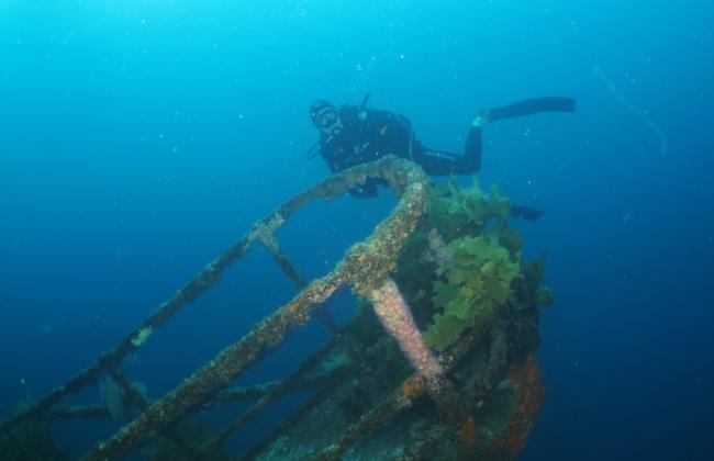 Diving in New Zealand