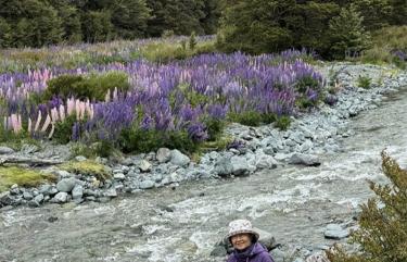 Lupins in New Zealand