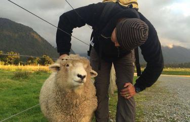New Zealand Sheep - Cute