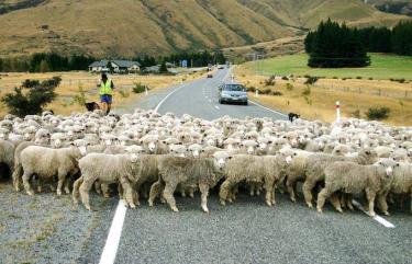 Sheep on Road