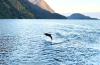 Dolphin Doubtful Sounds