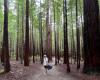 Redwoods Trees