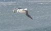 Royal Albatross soars high