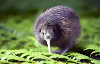 Kiwi Bird