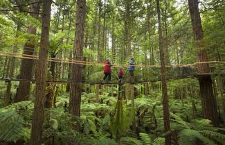 Treewalk Rotorua