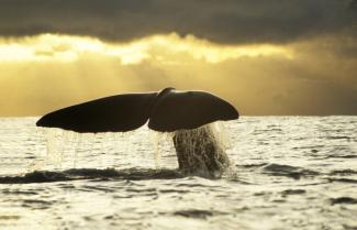Kaikoura Sperm Whale Tail at Dawn