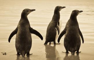 NZ Penguins