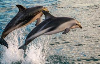 Dolphin Swim Akaroa