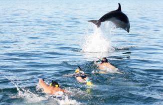 Dolphins Akaroa