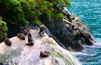 Seals Milford Sound