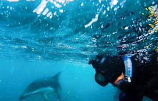 Dolphin Swimming