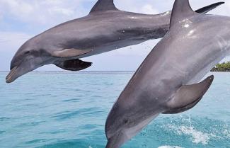 Dolphins Bay of Islands