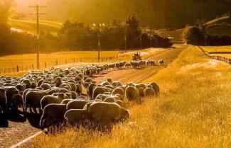 Sheep on the road