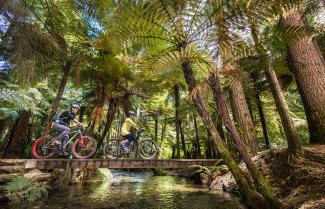 Whakarewarewa Forest Trail