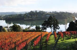 Matakana Vineyards