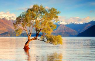 Lonely Tree Lake Wanaka