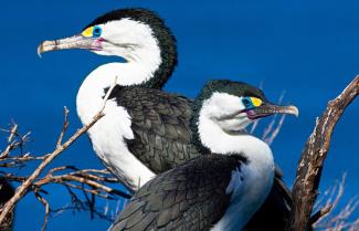 Pied Shag