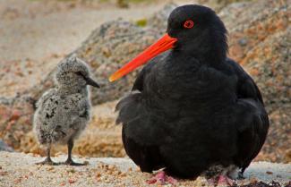 Abel Tasman Oyster Catcher