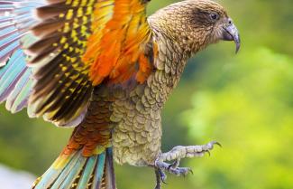 Kea