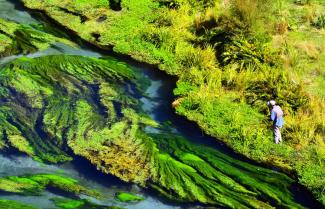 North Island of NZ Fly Fishing Itinerary