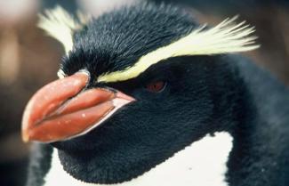 Fiordland Crested Penguins