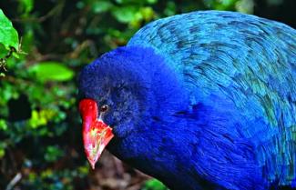 Takahe