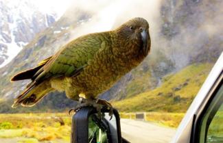 Kea