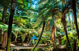 Whakarewarewa Forest Rotorua