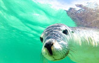 Sea Lion 