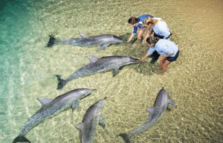 Dolphin Feeding 