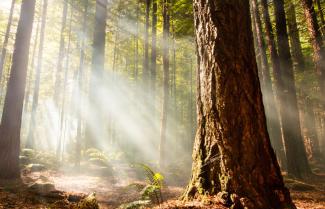 Rotorua Redwoods