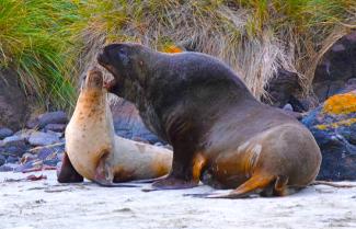 Sea Lions