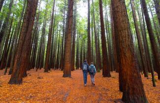 Redwood Forest