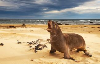 Sea Lions