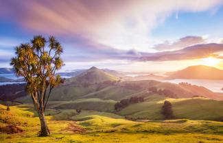 Dunedin