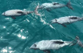 Hectors Dolphins