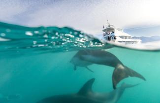 Kaikoura Dolphin Encounter Swim