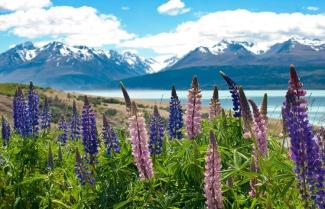Pink and purple Lupin flowers with Lake Tekapo in background