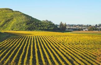 Napier Vineyard