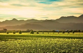 Marlborough Vineyard