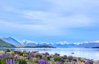 Lake Tekapo with Purple Lupins in bloom