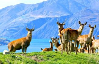 Red Deer spotted on a 4WD Adventure 