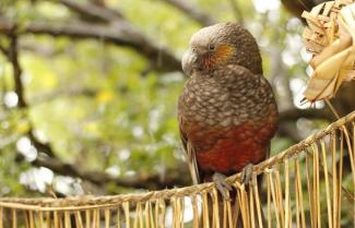 Kapiti Island Tour