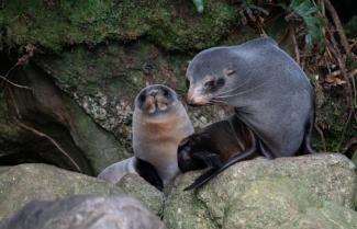 seal