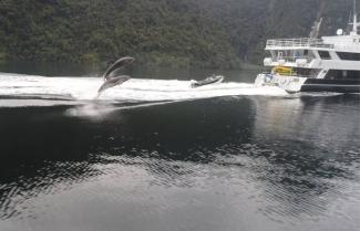 Dolphins at Dusty