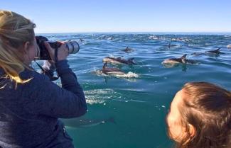 Kaikoura Dolphin Encounter
