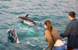 Kaikoura Dolphin Encounter